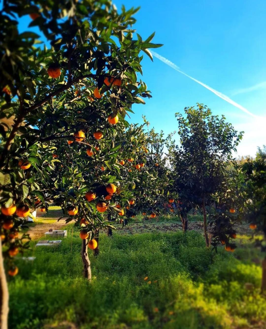 B&B Verdeoliva Modugno Εξωτερικό φωτογραφία